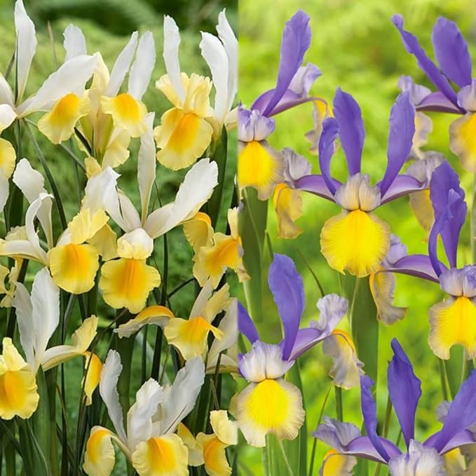 Votaniki Montecito & Miss Saigon Iris Mix Bulbs - Perennial Dutch Iris, Fragrant Blooms | Spring Flowering 45x Montecito and 45x Miss Saigon Iris Bulbs - Easy to Grow (90 Pack)