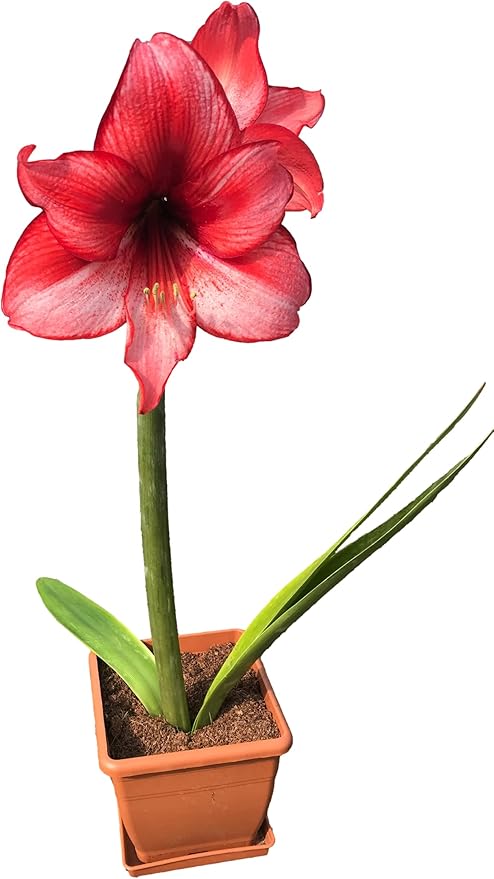 Amaryllis Charisma Holiday Gift Growing Kit. Includes: Big Charisma Bulb, Plastic Pot and Saucer, and Professional Growing Medium…