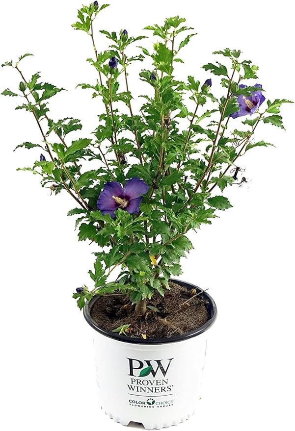 Proven Winners - Hibiscus syriacus Azurri Blue Satin (Rose of Sharon) Shrub, blue w/ red flowers, #3 - Size Container