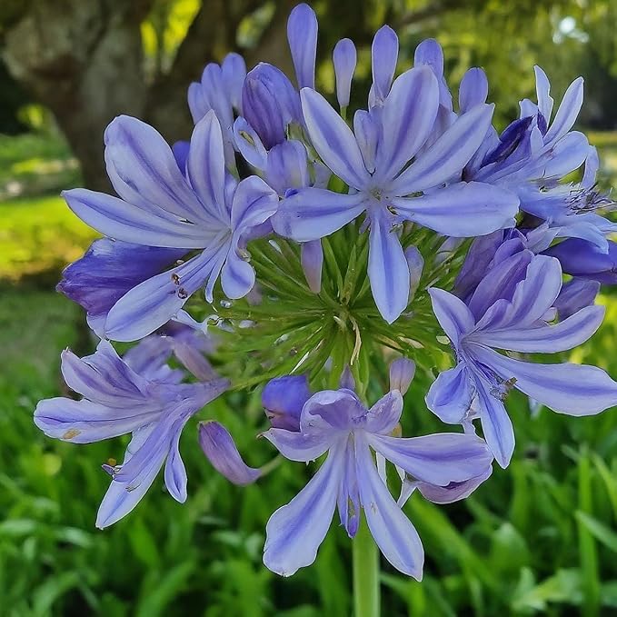 50 Lily of The Nile Seeds for Planting - Agapanthus Blue