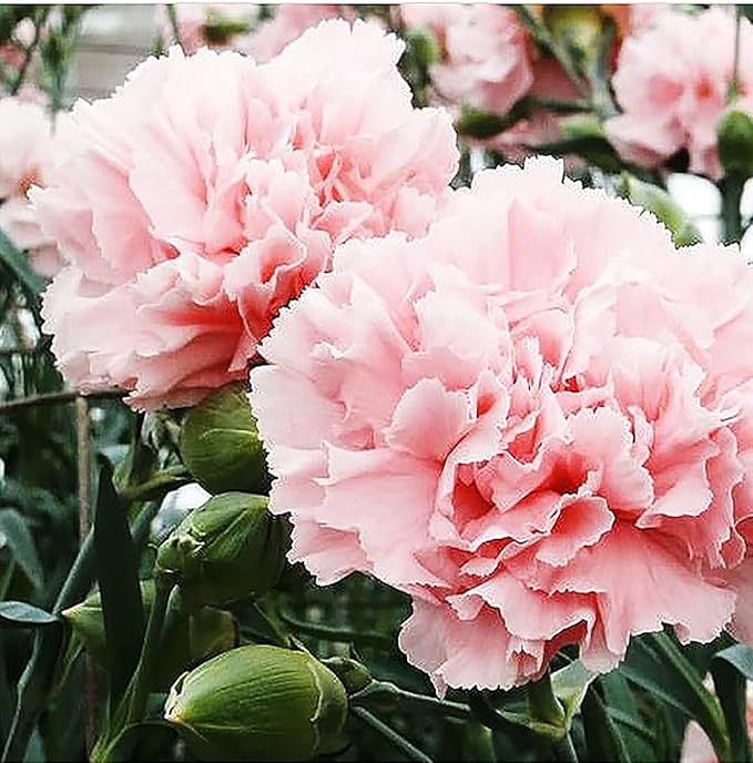 Carnation Chabaud Mix Seeds - 275 Seeds Carnations Have an 8 Week Blooming Period - All Zones