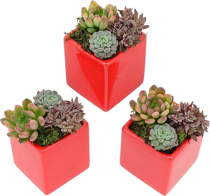 Arcadia Garden Products WP17 Small Cube Wall Planter 3-Pack-Red