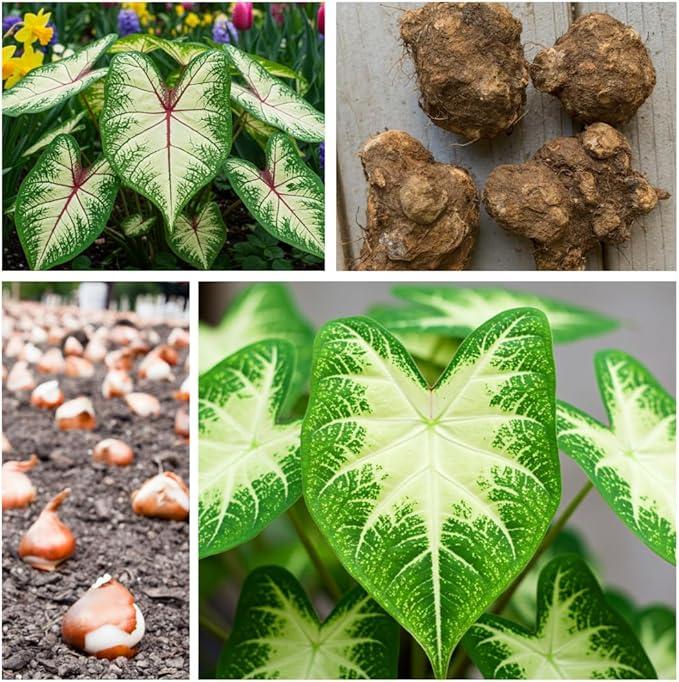 Constellation Caladium Bulbs for Planting - Perennial Hosta, Elephant Ears, Fancy (10 Bulbs)