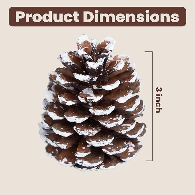 Frosted Austriaca Pine Cones for Crafts - 2-3 Inch Winter Pinecones for Christmas Decorating Ornaments Snowy Holiday Decorating Vase Filler - Rustic Dried Pine Cones - Set of 24 – Frosted