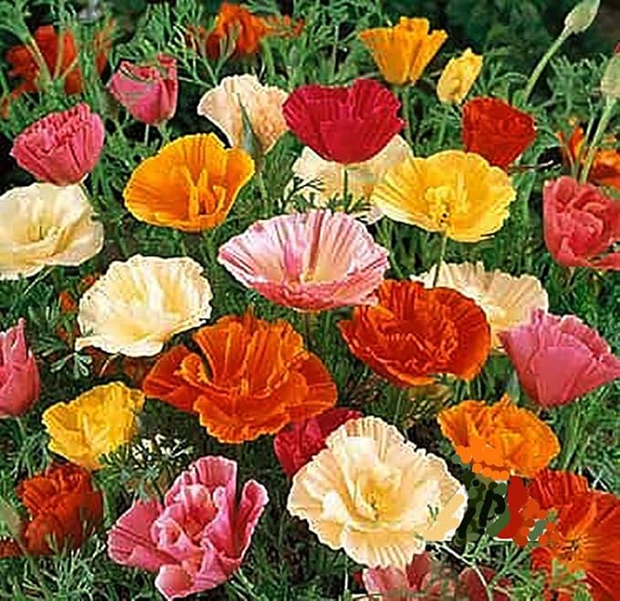 3000 Mixed California Poppy Seeds - State Flower, Golden Orange Poppy, Re-Seeds