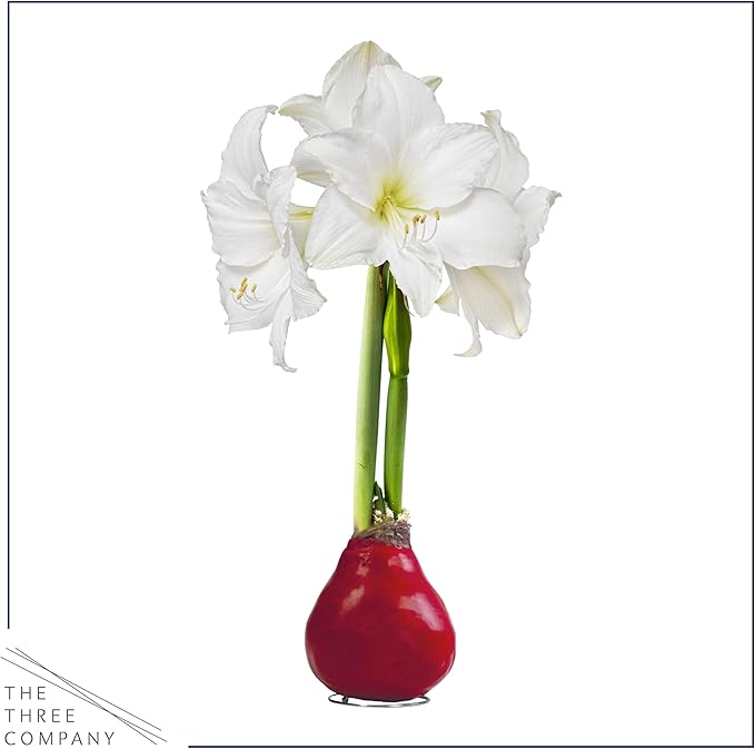 Waxed Amaryllis Bulb - Red Wax, White Blooms - Easy Care - No Watering Needed! Beautiful Live Décor!