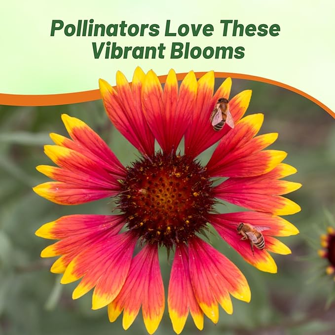 Outsidepride Gaillardia Pulchella Red Indian Blanket Seeds for Planting - 5000 Pcs Annual Flower Seeds, Heat & Drought Tolerant for Xeriscaping, Borders, & Small Garden Spaces