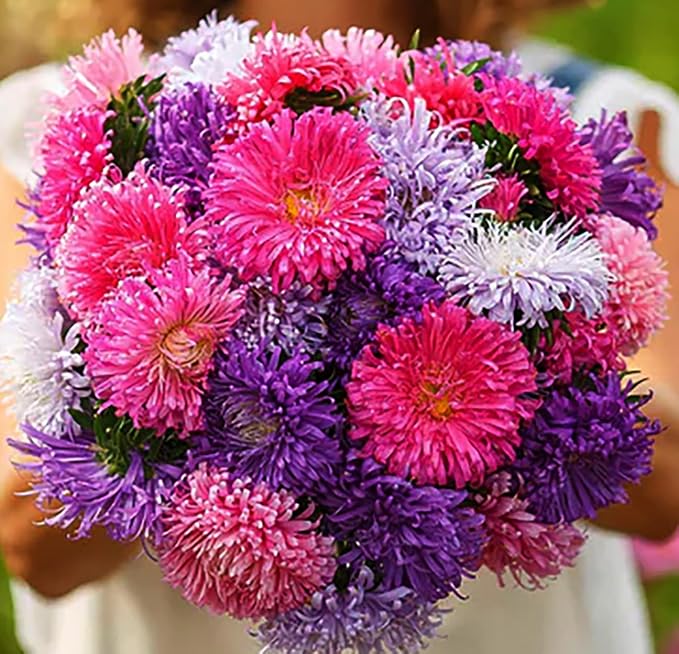 Giant Asters of California Mix Seeds - Approximately 1000 Seeds