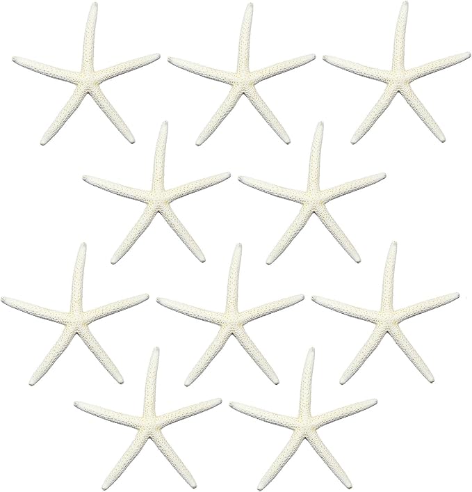 U.S. Shell, White Finger Starfish, 5 to 6 inches, 5-6"