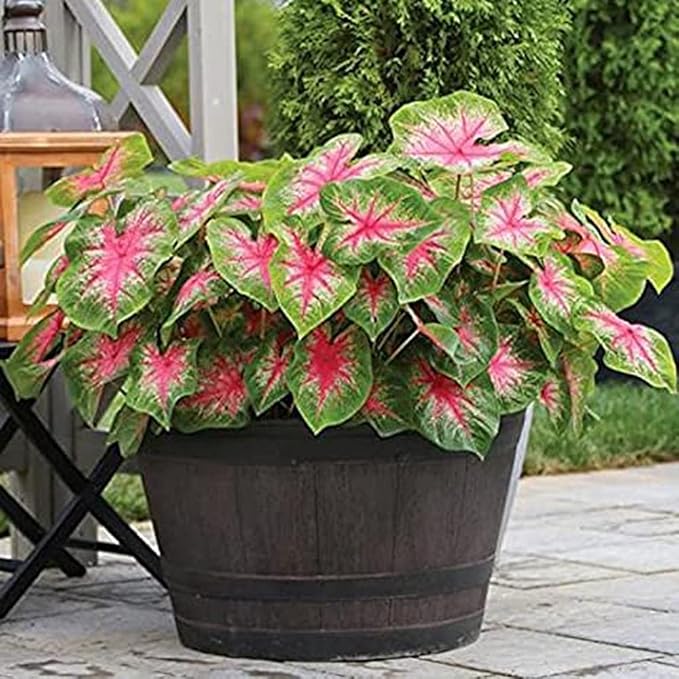3 Rosebud Caladium Bulbs - Fancy Leaf Caladium - 3 Caladium Roots