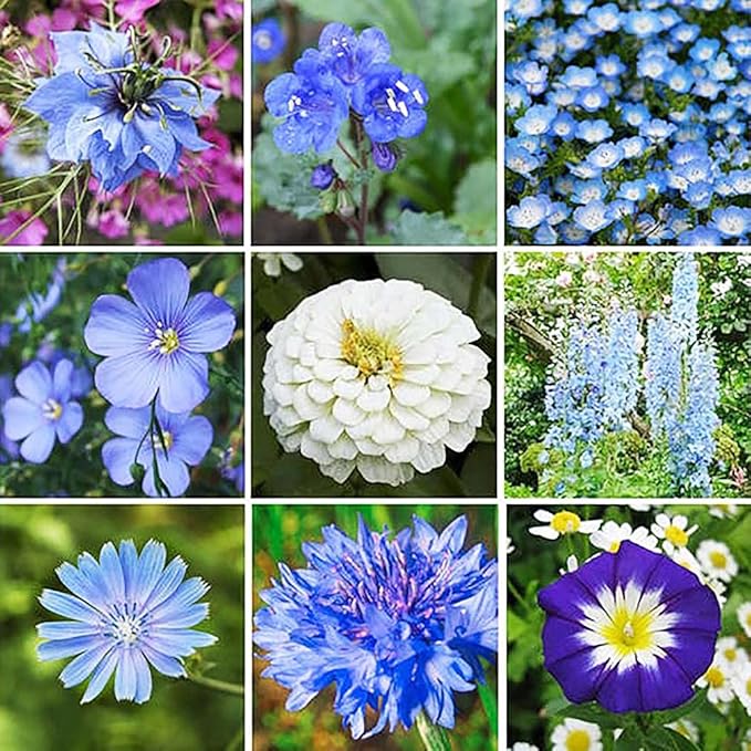 All Blue Flowers Mixed