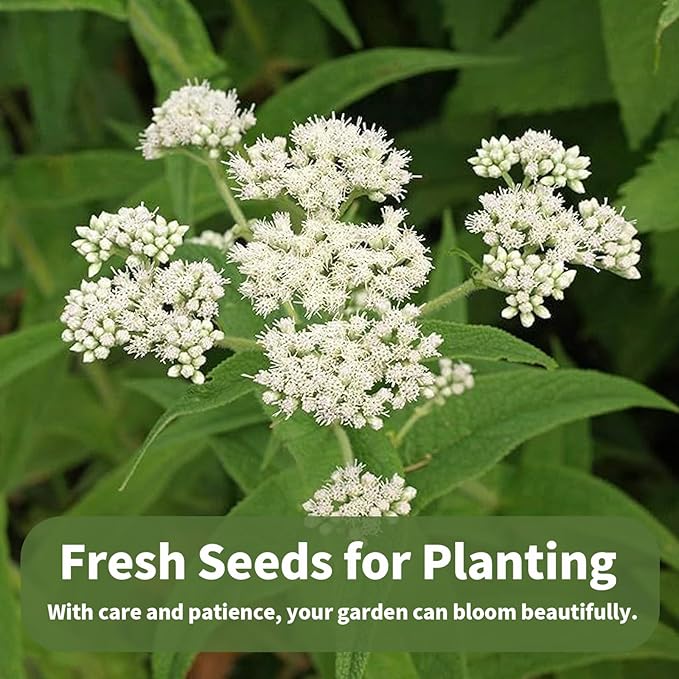 Boneset Seeds Packets - Suitable for Garden Beds and Pots