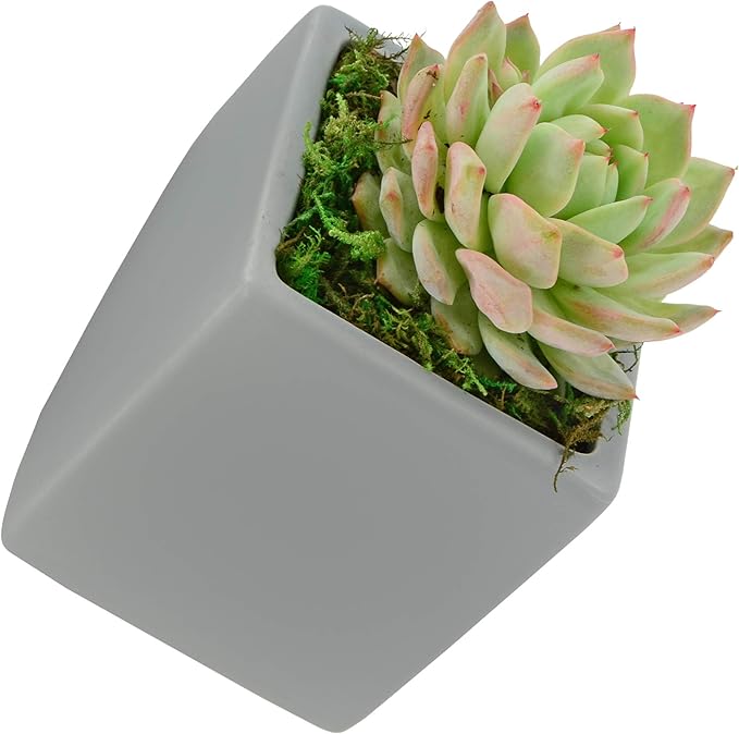 Arcadia Garden Products WP19 Small Cube Wall Planter 3-Pack Gray, Light Grey