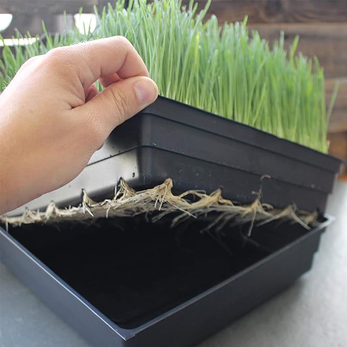 Handy Pantry 10-Pack 1020 Garden Growing Trays with Drain Holes - 10" x 20" | Plastic Plant Trays with Holes for Wheatgrass, Microgreens, Hydroponics, Nursery Flats, and Greenhouse Growing Supplies