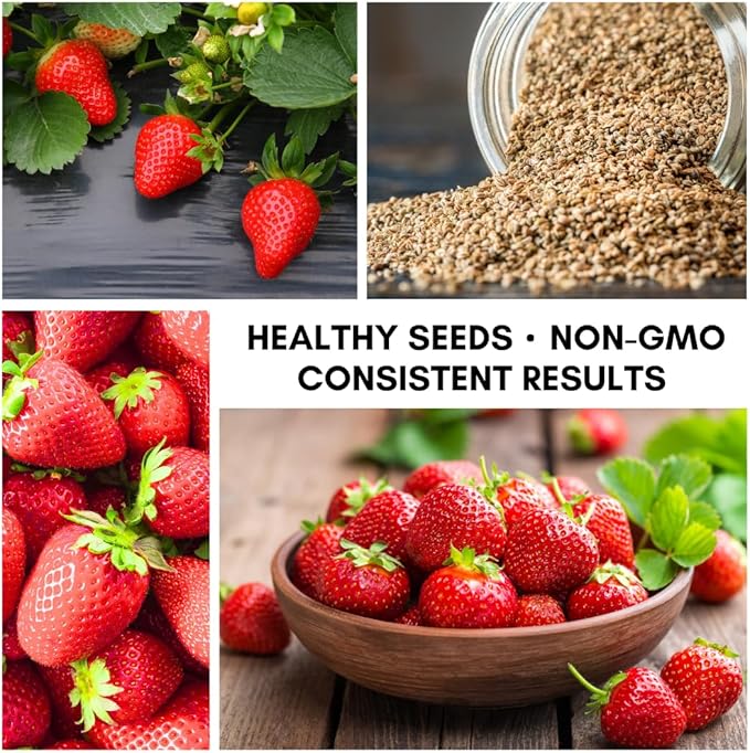 1,000 Strawberry Seeds for Planting – Perpetual Four Seasons Strawberry Seeds | Continuous Harvest for Home Gardens