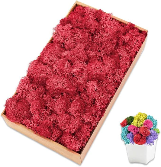 Preserved Reindeer Moss 7 OZ Red Natural for Crafts, DIY Gift Christmas Decor, Wall Art, Potted Plants, Floral Fake Moss for Easter Table Decor Wedding Decorative(7OZ, Red)