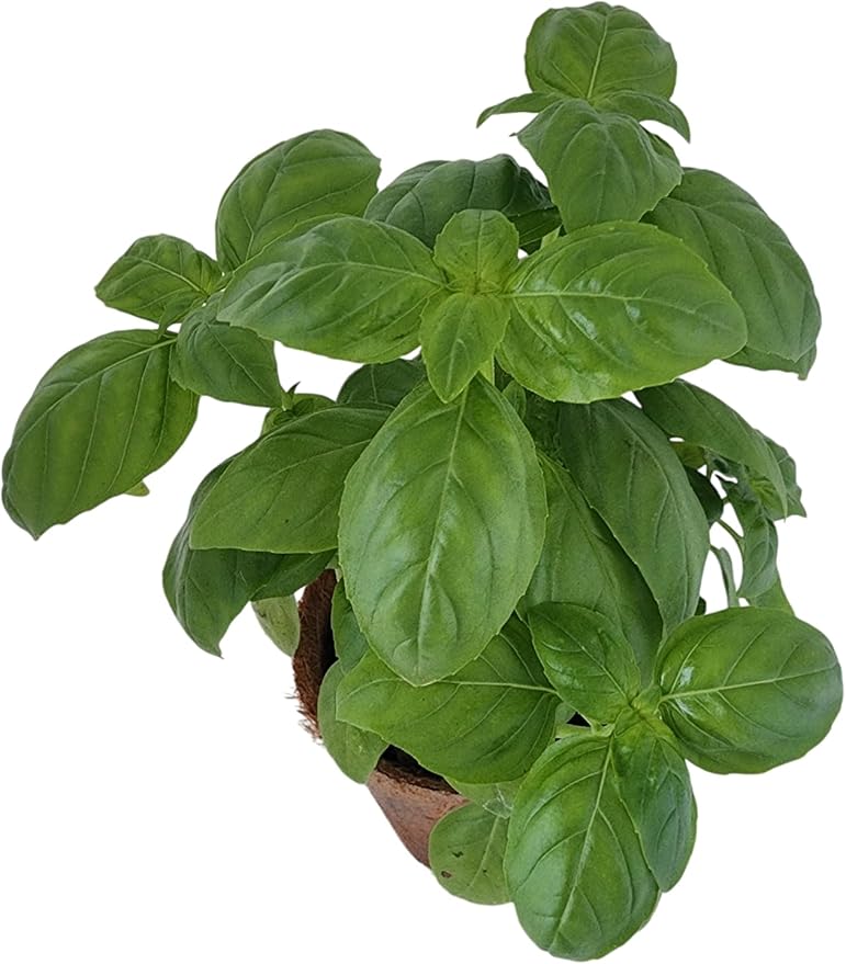 Unique Gardener Plant-It Starters Plant Seeds 4-Pack, DIY Indoor Succulents and Live Plants for Home or Garden Planting, Sweet Basil