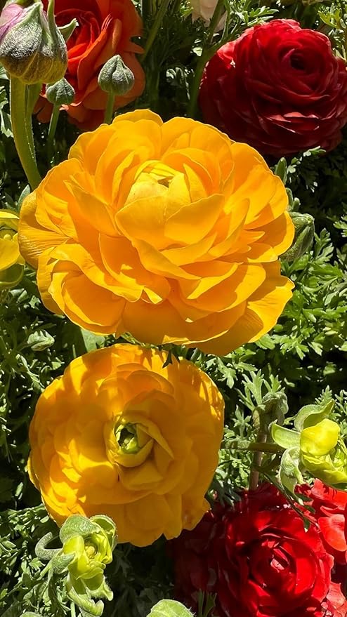10pcs Peony Ranunculus Bulbs Mixed Corms Flower Bulb Garden Blooms Planting (Yellow)