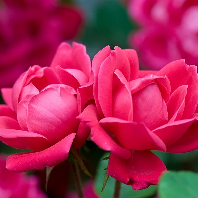 Root 98 Warehouse Knockout Double Red Rose, 1g