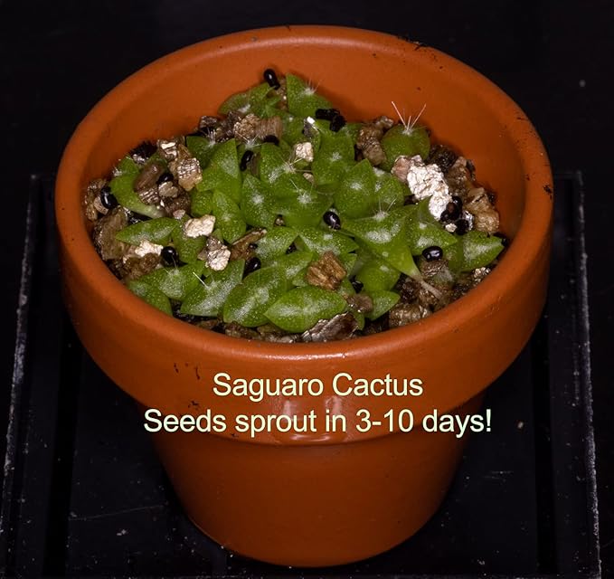Desert Garden Seed Starter Kit - Grow Your Own Oasis with 10 Desert Cactus, Wildflowers, and Plants
