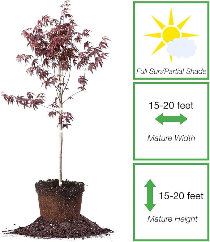 Perfect Plants Bloodgood Japanese Maple Tree 4-5 Feet | Live Plant for Beautiful Autumn Color | Red Leaf Colors Year Round | Small Deciduous Trees for Privacy