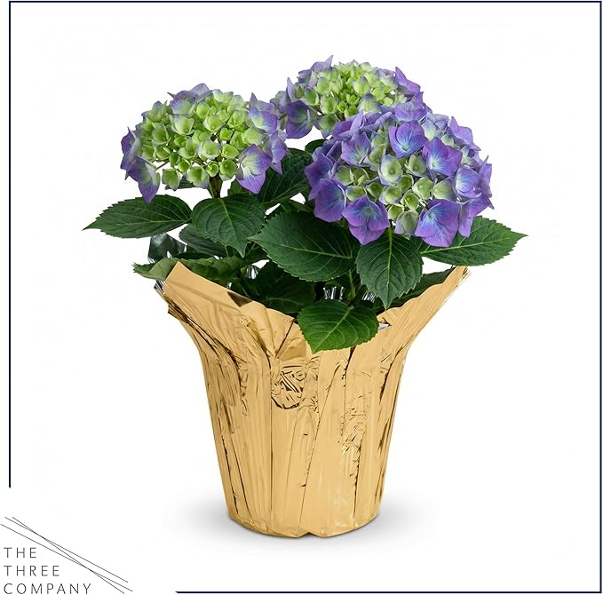 Live Flowering Hydrangea - Shades of Blue, 3+ Beautiful Blooms, 1.5 Qt Pot with Deco Cover, 12" Tall by 8" Wide