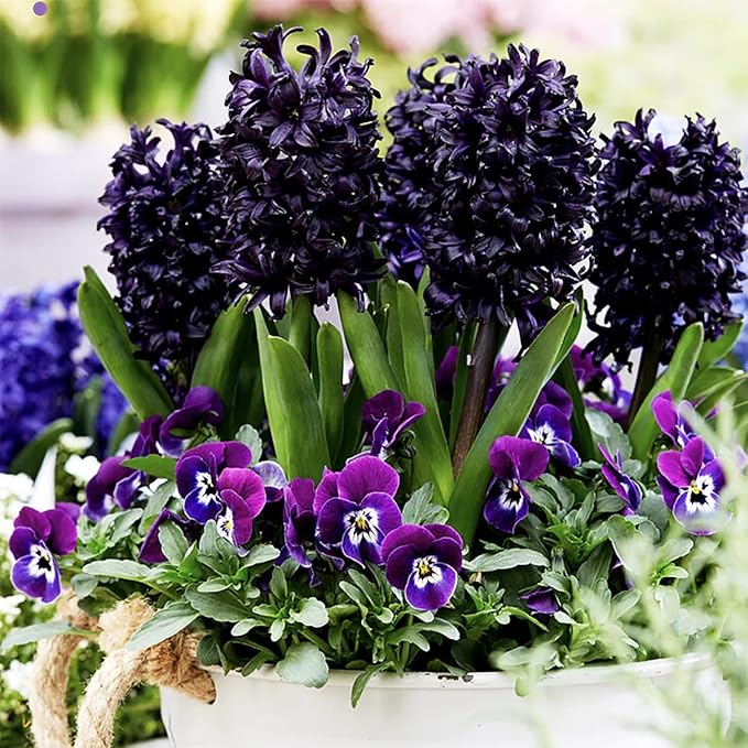 Dark Purple Hyacinth Bulb and Glass Vase for Forcing