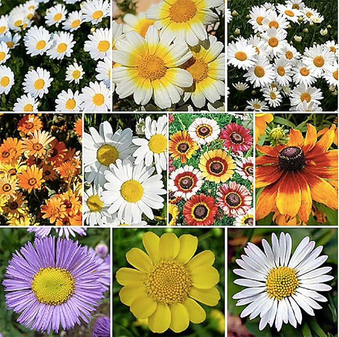 1500 African Field Daisy Seeds - Dimorphotheca Sinuata