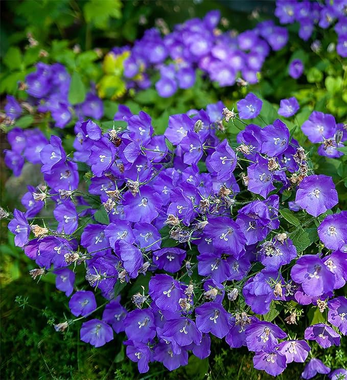 Tussock Bellflower Seeds - Campanula - Tussock Bellflower adapts Well to Many environments; it Also Makes a Good Container Plant Because of its Neat, Rounded Growth.