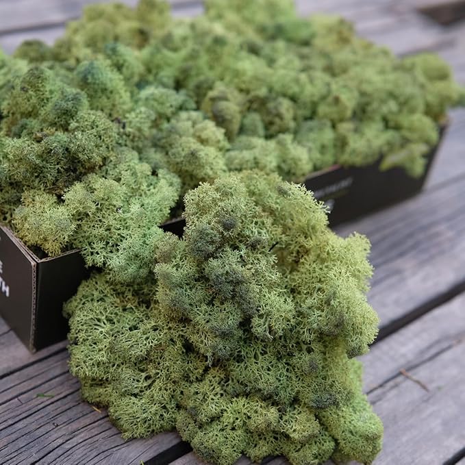 Preserved Reindeer Moss Natural Green DIY Kit Gardenning Art Wall Decor Florist Decor Easter Table Decor Wedding