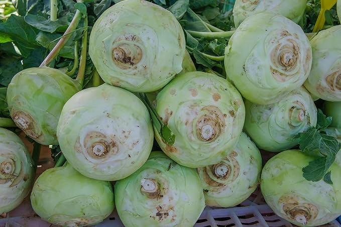 Giant White Kohlrabi Seeds for Planting - Plant & Grow 300 Heirloom Kohlrabi Seeds Home Outdoor Garden - Great Gardening Gift, 3 Packets