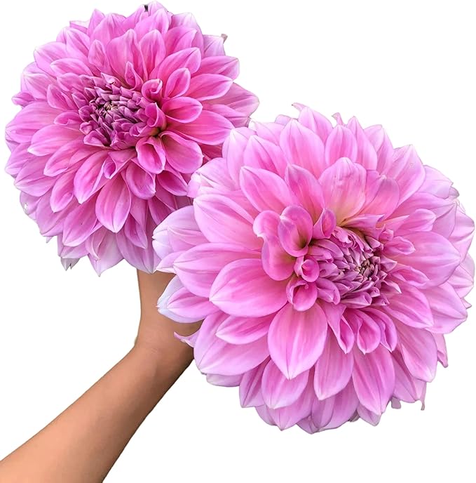 Votaniki Lavender Perfection Dahlia Bulbs - Stunning Lavender Flower, Perennial Dinnerplate Dahlia Bulbs for Planting - Long Lasting Blooms, Easy to Grow & Low Maintenance (3 Pack)