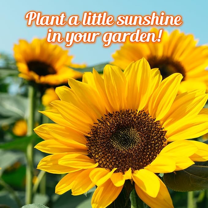 Sunflower Wildflower Seeds Mix - 1oz, Open-Pollinated Wildflower Seed Mix Packets, Non-GMO, No Fillers, Annual Sunflower Seeds, Summer Planting - 1 oz