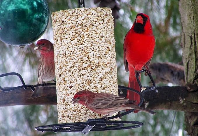 Mr. Bird Safflower Feast Wild Bird Seed Cylinder 28 oz | Wild Bird Food for Outdoor Birds | Backyard Birdfeeding