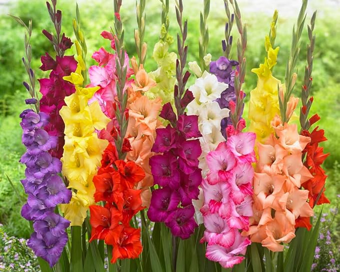 4 Gladiolus Bulbs – Mixed Colors – Sword Lily – Easy-to-Grow Perennial Flower - Great for Decor or Special Occasions