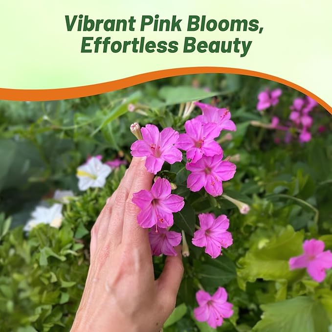 Outsidepride Pink Four O'clock Flower Seeds - 1/4 lb Perennial Fragrant, Trumpet-Shaped Blooms, Deer-Proof & Easy to Grow, for Pollinator & Evening Gardens, Containers, Hedges, or Borders