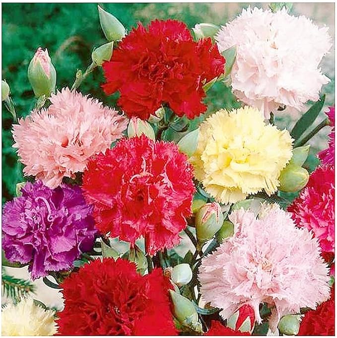 Carnation Chabaud Mix Seeds - 275 Seeds Carnations Have an 8 Week Blooming Period - All Zones