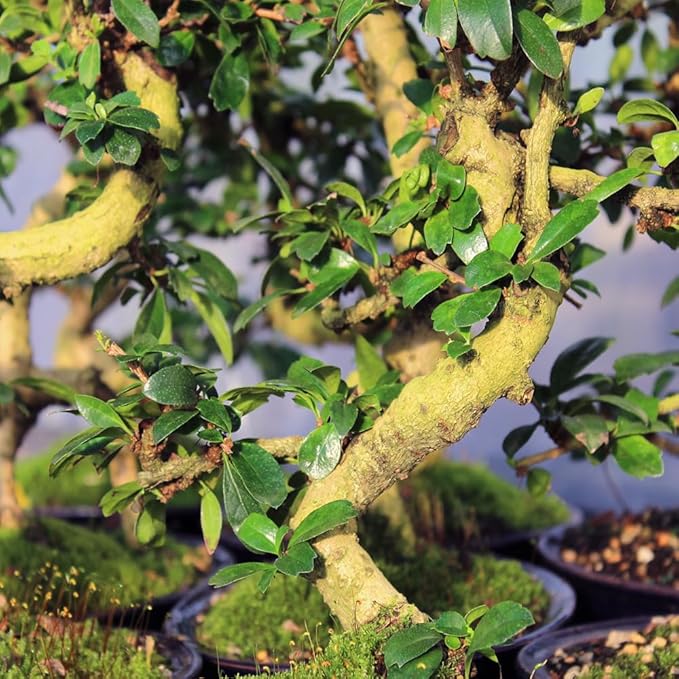 Brussel's Live Fukien Tea Indoor Bonsai Tree Complete Gift Set - 6 Years Old; 6" to 8" Tall with Decorative Container, Humidity Tray, Deco Rock, Bonsai Pro Fertilizer & Book