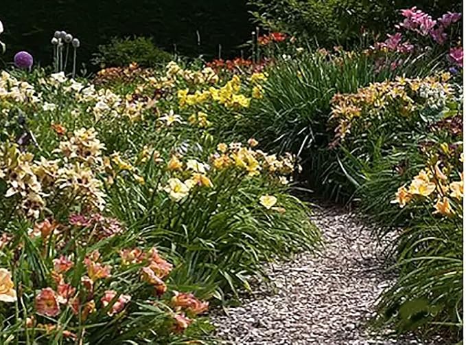Pink Daylily - Bare Root Plant, Hardy Perennial for Zone 4, Delicate Pink Blooms, Low Maintenance, Ideal for Full Sun or Partial Shade, Perfect for Garden Borders & Landscapes
