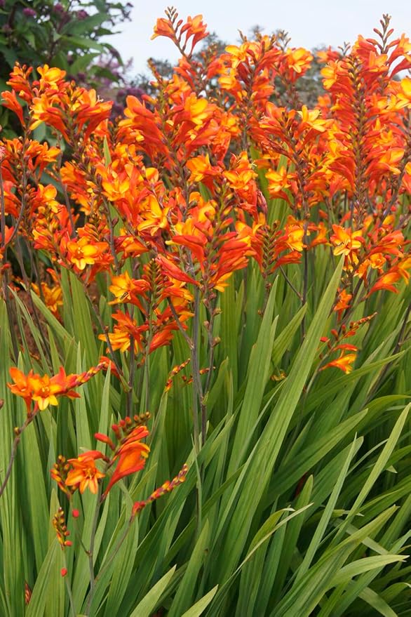 5 Firestarter Crocosmia Blubs - Grows 30-48" Tall.