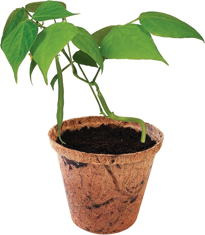 Unique Gardener Plant-It Starters Plant Seeds 4 Variety Pack, DIY Indoor Succulents and Live Plants for Home or Garden Planting, Assorted Seed