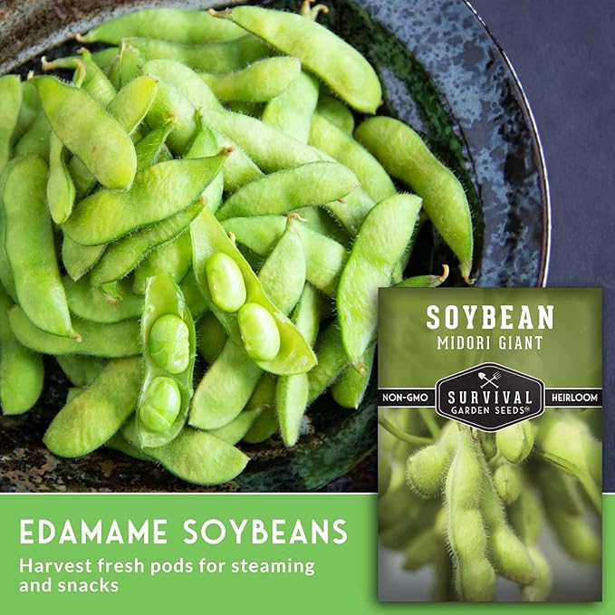Midori Giant Soybean Seeds for Planting - Grow Protein-Rich Edamame Pods in Your Home Vegetable Garden - Non-GMO Heirloom Soy Bean - Survival Garden Seeds (3 Packs)
