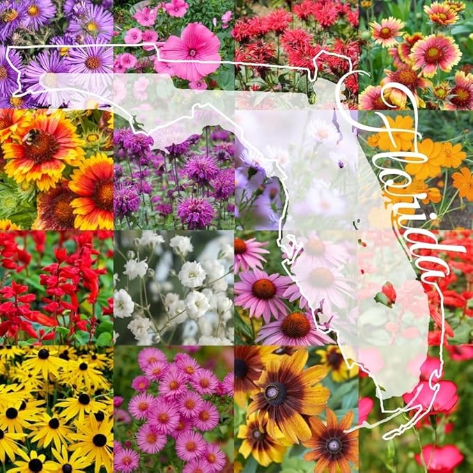 Northern Florida Bulk Perennial Wildflower Seed Mix 1lb Covers 2,000sq-ft - Attract Pollinators, Multi-Color Blooms - Southeast US Species Plant in Spring/Fall, Earth-Friendly Packaging (1 Pound)