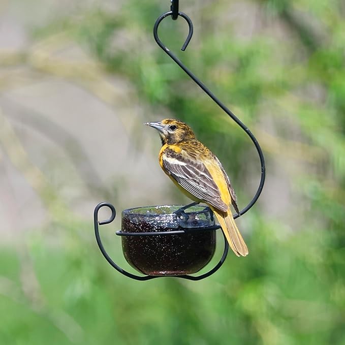 Clear Glass Hanging Bird Feeder - Removable Bowl for Mealworms, Jelly, Nectar, Seed & Fruit - Decorative Wire Hook - Versatile Outdoor Treat Feeder for Bluebirds, Orioles & More