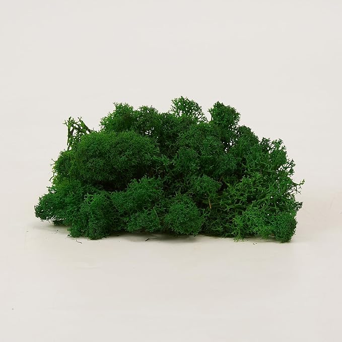 Preserved Reindeer Moss Natural Green DIY Kit Gardenning Art Wall Decor Florist Decor Easter Table Decor Wedding