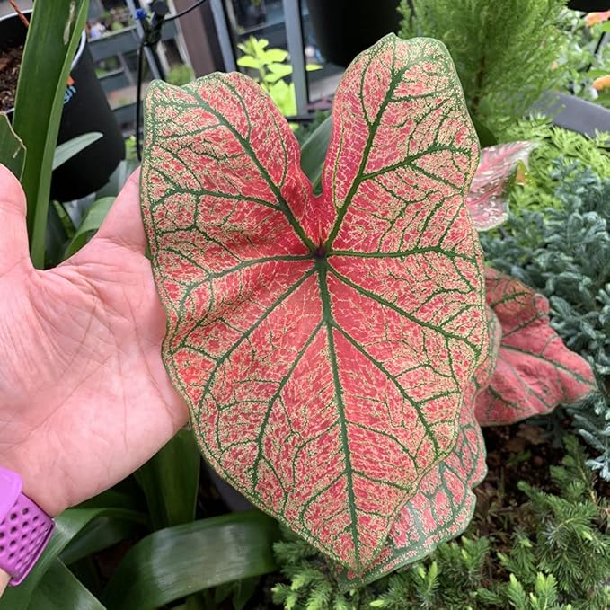 UtopiaSeeds Festivia Caladium Bulb - Fancy Leaf Caladium - 1 Caladium Root