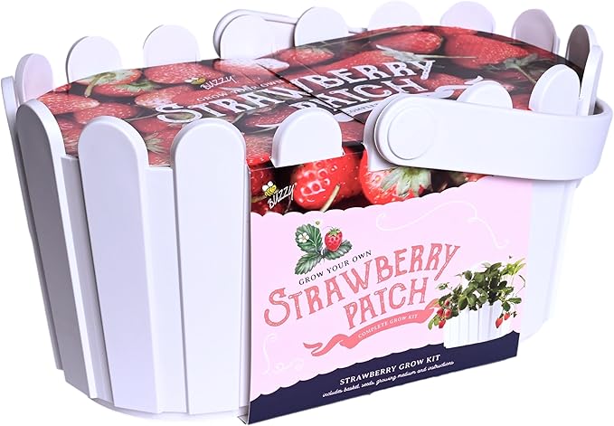 BUZZY Seeds Strawberry Grow Kit Large White Picket Fence Berry Basket with Grandian Strawberry Seeds, Indoor Plant Starter Kit, DIY Home Project Gardening Gift