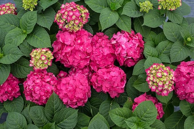 Hydrangea Endless Summer Crush (Bigleaf) Shrub, 2-Size Container, red or Purple Flowers