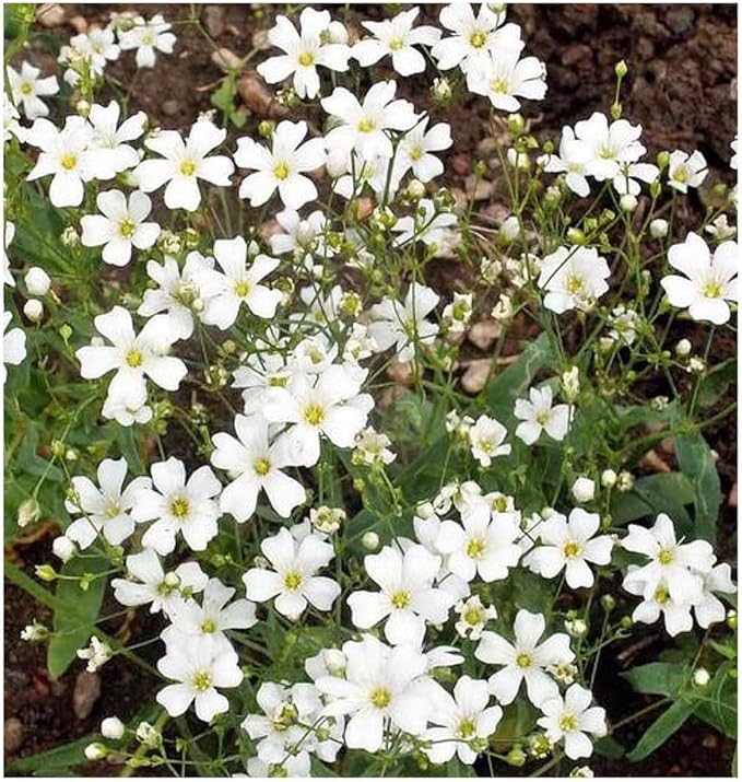 Baby’s Breath Seeds - 2300 Seeds