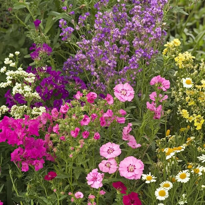 Ferry-Morse Flower Seeds - Bumblebee Buffet Wildflower Mix, Non-GMO, Full Sun, Outdoor - 1 lb